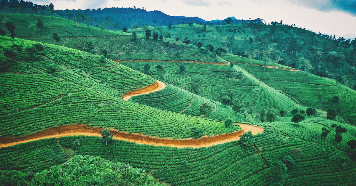 9 Family Offices in Sri Lanka