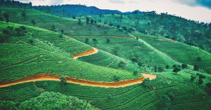 9 Family Offices in Sri Lanka